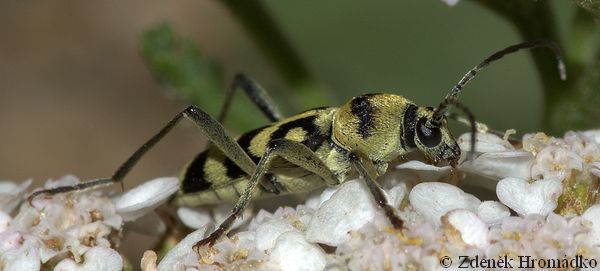 tesařík, Chlorophorus varius, Cerambycidae, Clytini (Brouci, Coleoptera)